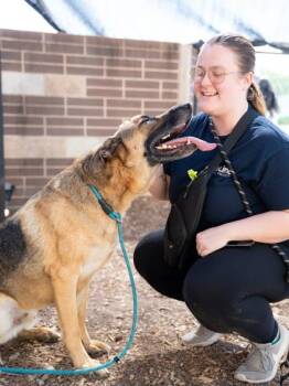 Mixed Breed Dogs Available for Adoption in Chamblee, Georgia - General | PetCurious