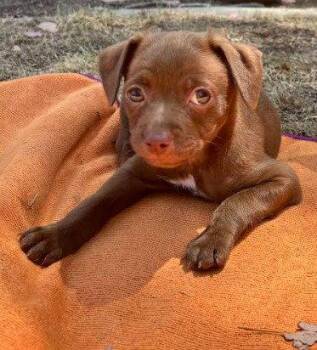 Chihuahua Dogs Available for Adoption in San Diego, California - Leo | PetCurious