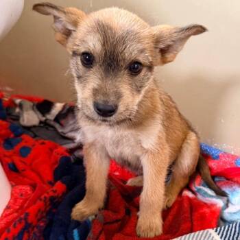 Alberto -  Mixed Breed Dog for Adoption in Buffalo, Minnesota - Alberto | PetCurious