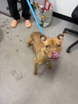 Carnation -  Mixed Breed Dog for Adoption in West Chester, Pennsylvania - Carnation | PetCurious