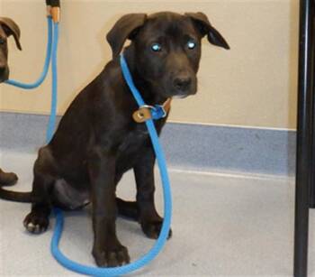 BAMBI -  German Shepherd Dog Dog for Adoption in San Jose, California - BAMBI | PetCurious