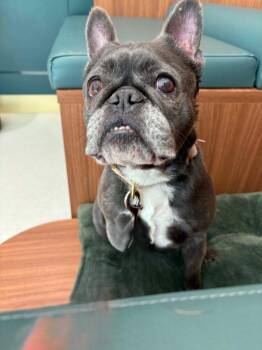 Luna -  French Bulldog Dog for Adoption in Toronto, Ontario - Luna | PetCurious