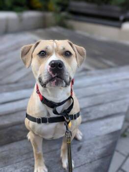 Lou -  Mixed Breed Dog for Adoption in Montreal, Quebec - Lou | PetCurious
