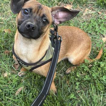 Chihuahua Dogs Available for Adoption in Fredericksburg, Virginia - Gordo  | PetCurious