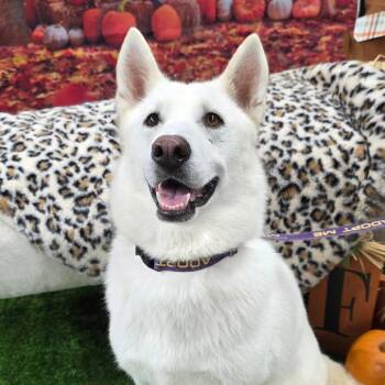 Husky and Shepherd Dogs Available for Adoption - Arabella JuM | PetCurious