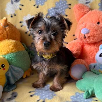 Milo -  Silky Terrier Dog for Adoption in Normal, Illinois - Milo | PetCurious