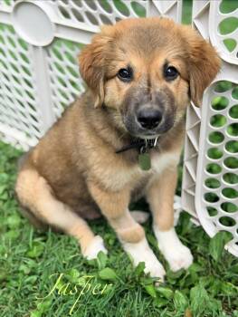 Jasper -  Great Pyrenees Dog for Adoption in Berwick, Maine - Jasper | PetCurious