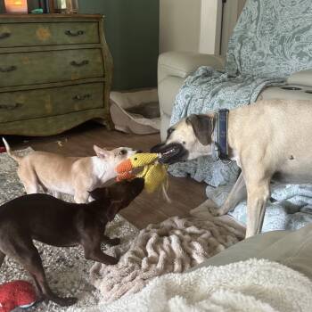 Mixed Breed Dogs Available for Adoption in Hobe Sound, Florida - Squirrel | PetCurious