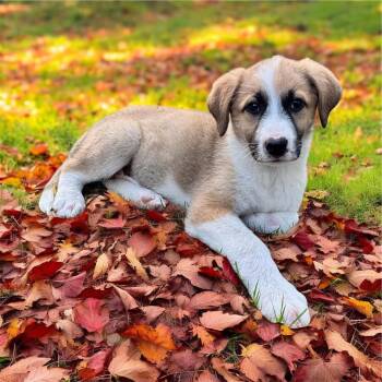 Sofia -  Great Pyrenees and Australian Shepherd Dog for Adoption in High Ridge, Missouri - Sofia | PetCurious