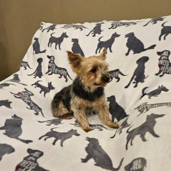 Martini -  Yorkshire Terrier Dog for Adoption in Jackson, Missouri - Martini | PetCurious