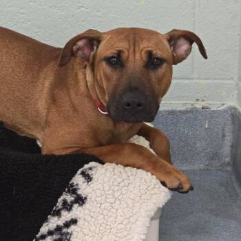 Hennessy -  Mixed Breed Dog for Adoption in East Hanover, New Jersey - Hennessy | PetCurious