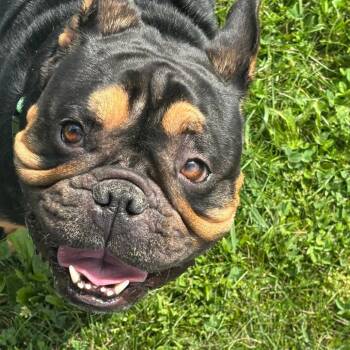 Gucci -  English Bulldog and French Bulldog Dog for Adoption in Huber Heights, Ohio - Gucci | PetCurious