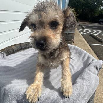 Tater -  Terrier and Mixed Breed Dog for Adoption in Newberg, Oregon - Tater | PetCurious