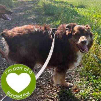 Rescue Australian Shepherd Dogs for Adoption in Janesville, Wisconsin - Ollie | PetCurious