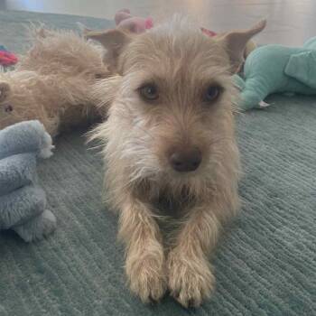 Rescue Terrier Dogs for Adoption in Las Vegas, Nevada - Archibaldo | PetCurious