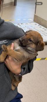 Pup 3 -  Cattle Dog Dog for Adoption in Vancouver, Washington - Pup 3 | PetCurious