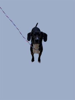 Rescue Beagle Dogs for Adoption in New Castle, Indiana - Penny | PetCurious