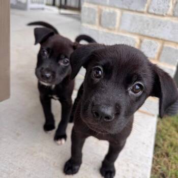 Garland -  Terrier Dog for Adoption in Dallas, Texas - Garland | PetCurious