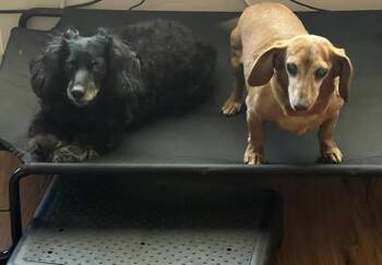 Harley bonded with Frankie - San Diego -  Dachshund Dog for Adoption in Los Angeles, California - Harley Bonded With Frankie - San Diego | PetCurious