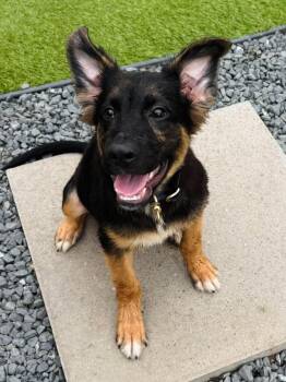 Wolfie - The Wonder Pup -  German Shepherd Dog Dog for Adoption in Sugar Land, Texas - Wolfie - The Wonder Pup | PetCurious