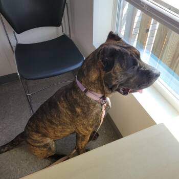 Cane Corso Dogs Available for Adoption - Prima | PetCurious