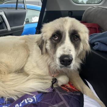 Mixed Breed Dogs Available for Adoption in Chattanooga, Tennessee - Cordelia | PetCurious
