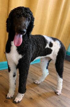 Standard Poodle Dogs Available for Adoption in Pacolet, South Carolina - Birdie Apr 26 | PetCurious