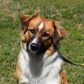Mixed Breed Dogs Available for Adoption - Tom | PetCurious