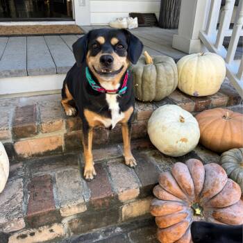 Penny -  Beagle and Labrador Retriever Dog for Adoption in Oak Ridge North, Texas - Penny | PetCurious