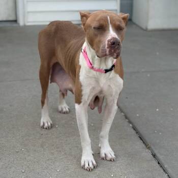 Mixed Breed Dogs Available for Adoption in St. Peters, Missouri - Buffy/Mom | PetCurious