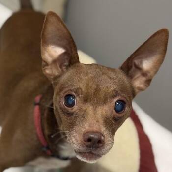 Pangolin -  Chihuahua Dog for Adoption in Sacramento, California - Pangolin | PetCurious