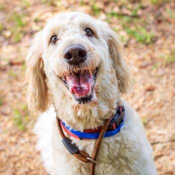 Poodle and Golden Retriever Dogs Available for Adoption in Hattiesburg, Mississippi - Hap | PetCurious