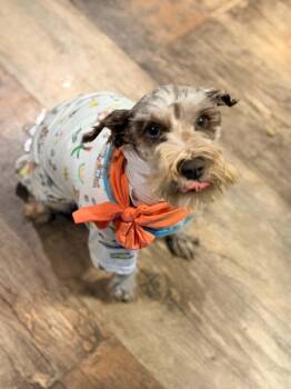 Lilly Rose SC -  Miniature Schnauzer Dog for Adoption in Austin, Texas - Lilly Rose SC | PetCurious