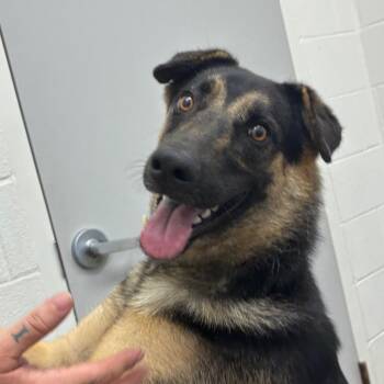 Caesar -  Shepherd and Mixed Breed Dog for Adoption in Corpus Christi, Texas - Caesar | PetCurious