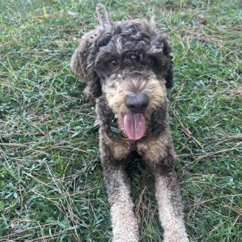 Poodle and Standard Poodle Dogs Available for Adoption in New Orleans, Louisiana - Huck (Benefactor Dog) | PetCurious