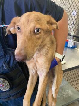 3 -  German Shepherd Dog and Mixed Breed Dog for Adoption in Dallas, Texas - 3 | PetCurious