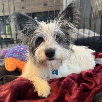 Lauren -  Terrier Dog for Adoption in Fort Collins, Colorado - Lauren | PetCurious