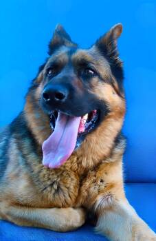 German Shepherd Dog Dogs Available for Adoption in Pasadena, California - FREDDY | PetCurious