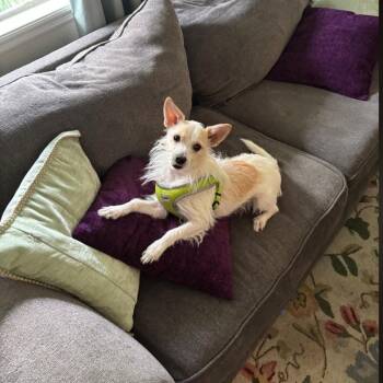 Cha Cha -  Cairn Terrier and Chihuahua Dog for Adoption in Jacksonville, Florida - Cha Cha | PetCurious