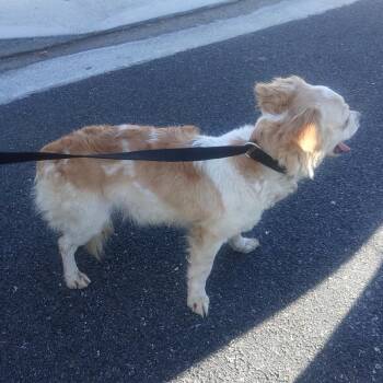 IVHS-Stray-139499 -  Chihuahua Dog for Adoption in San Gabriel, California - IVHS-Stray-139499 | PetCurious