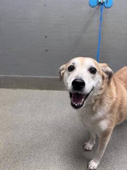 RICHIE CUNNINGHAM -  Carolina Dog and Mixed Breed Dog for Adoption in Las Vegas, Nevada - RICHIE CUNNINGHAM | PetCurious