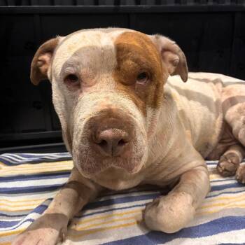 Gus Gus -  Shar Pei and Mixed Breed Dog for Adoption in Abilene, Texas - Gus Gus | PetCurious
