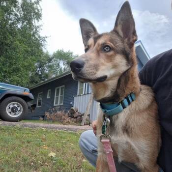 Sarge -  Mixed Breed Dog for Adoption in Buffalo, Minnesota - Sarge | PetCurious