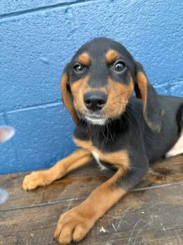 Coonhound and Chocolate Labrador Retriever Dogs Available for Adoption in Chuckey, Tennessee - Otis | PetCurious