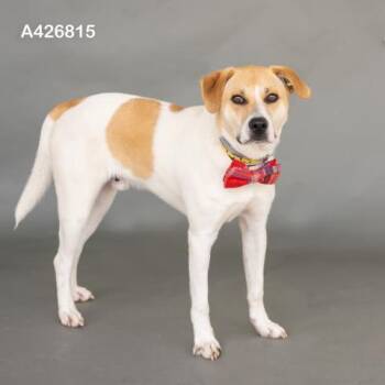 Pit Bull Terrier and Mixed Breed Dogs Available for Adoption in Conroe, Texas - PINTO | PetCurious