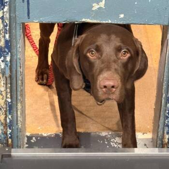 Mixed Breed Dogs Available for Adoption in Newark, New Jersey - Elvis | PetCurious