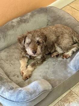 Miniature Schnauzer Dogs Available for Adoption in Tifton, Georgia - Chewy | PetCurious