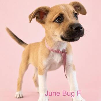June Bug -  Mixed Breed Dog for Adoption in Bend, Oregon - June Bug | PetCurious