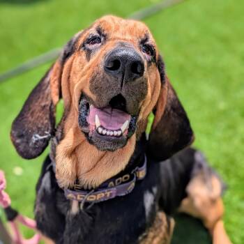 Rescue Bloodhound Dogs for Adoption in Savannah, Georgia - Bronze | PetCurious