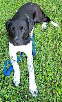 Millie -  German Shorthaired Pointer Dog for Adoption in Mount Airy, North Carolina - Millie | PetCurious